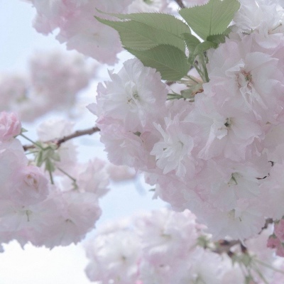 清城福瑞交流群